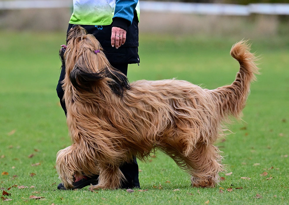 obedience laurentina