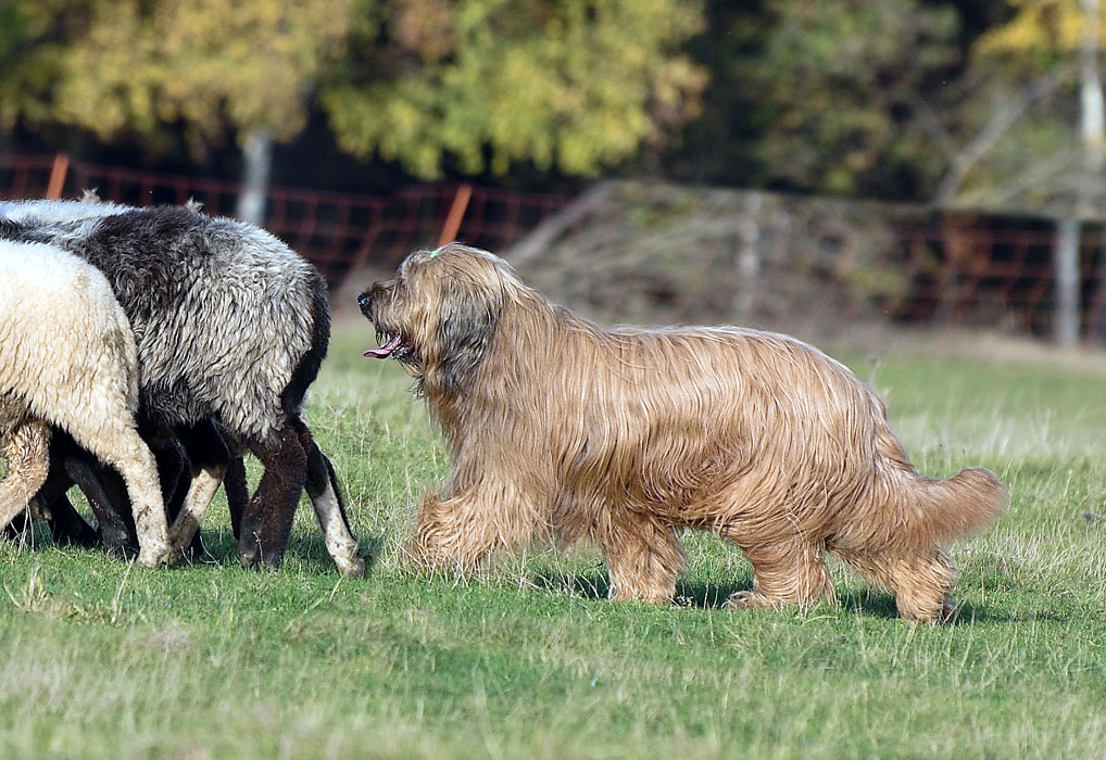 paseni pes5 charming