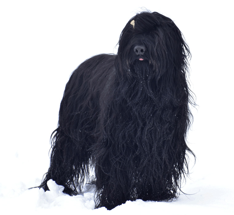 Samuel Boramo Sole 1